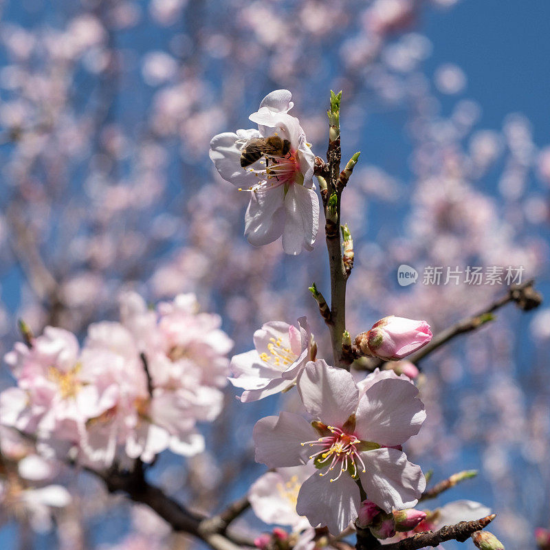 在希腊，蜜蜂在杏仁花上采集花蜜