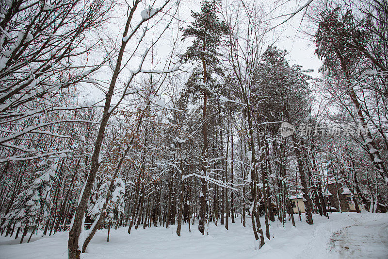 冬季景观，白雪覆盖的树木和阳光