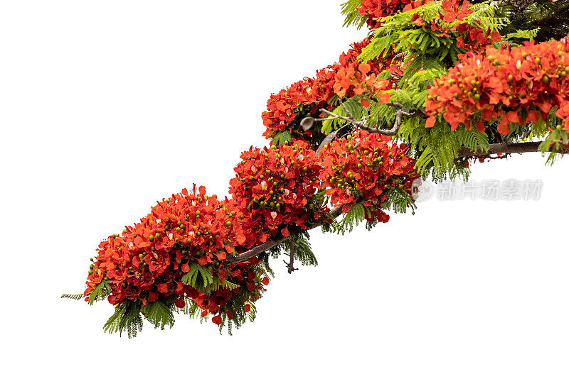 特写开花火焰树与美丽的红色花朵，皇家Poinciana，白色背景与复制空间