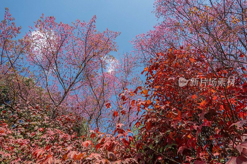 泰国清莱邦空樱花和红枫