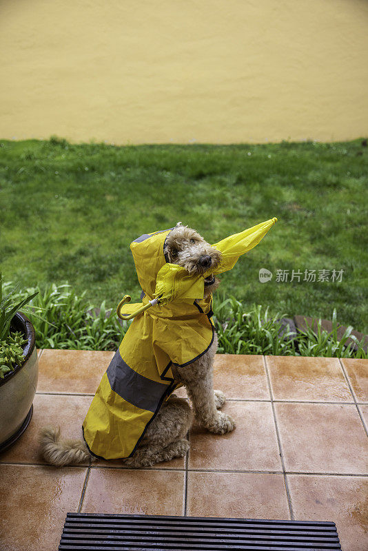 雨天金毛犬散步