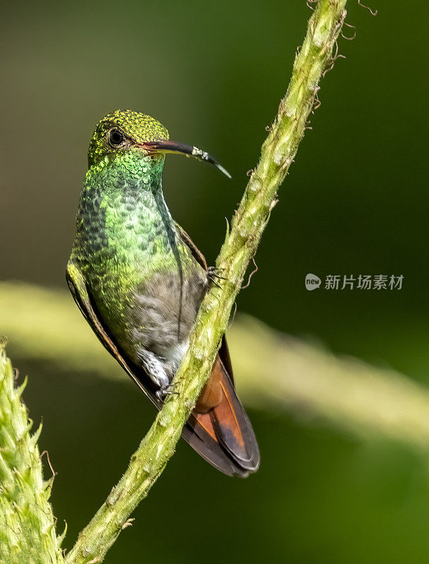 哥斯达黎加，一只红尾蜂鸟停在树枝上