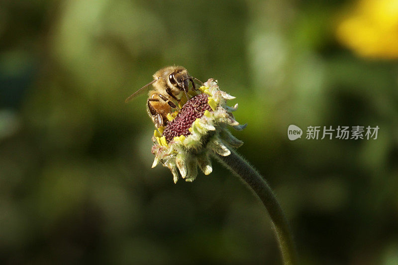 蜜蜂采集花粉