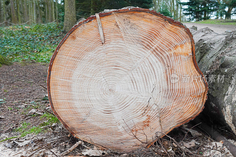 被砍伐后躺在森林地面上的大树干，显示出老化的年轮，使我们能够计算出它的年龄。