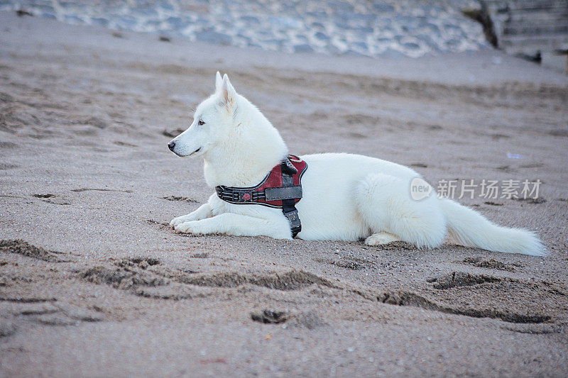 沙滩上的白色牧羊犬