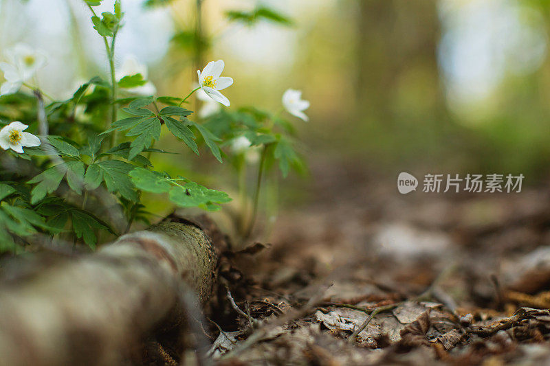 精灵森林。春天的花朵