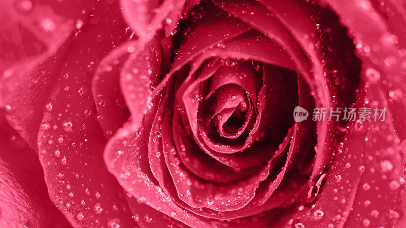 鲜活清新的特写孤立美丽的宏观玫瑰水滴。