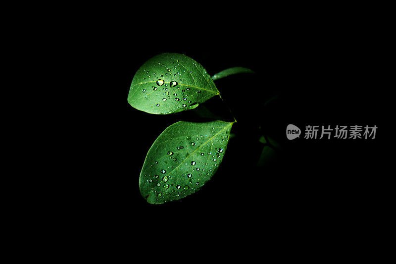 下雨的树叶