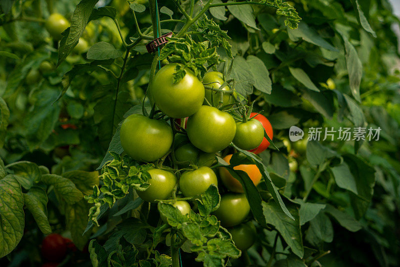 温室种植番茄