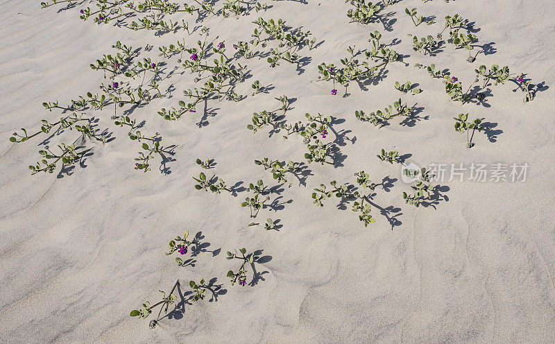 海马鞭草是一种沙马鞭草，俗称红沙马鞭草。这是一种适应海滩的多年生植物，原产于墨西哥的下加利福尼亚南部。