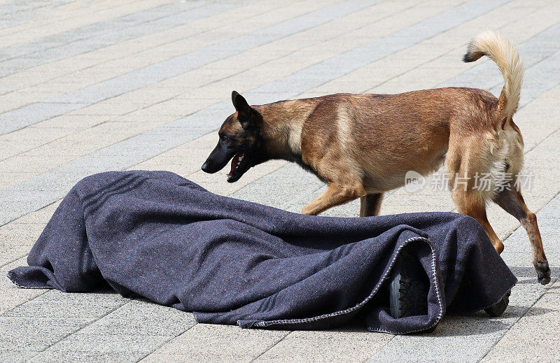 警犬发现了可疑的东西