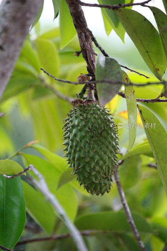 茉莉果