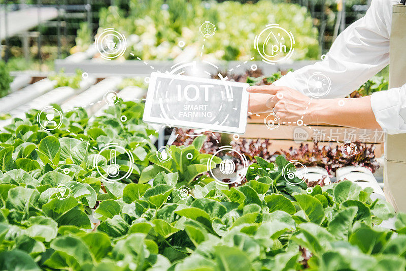 幸福亚洲人园丁与智慧农业农业物联网技术合作水培农场新鲜蔬菜水培温室