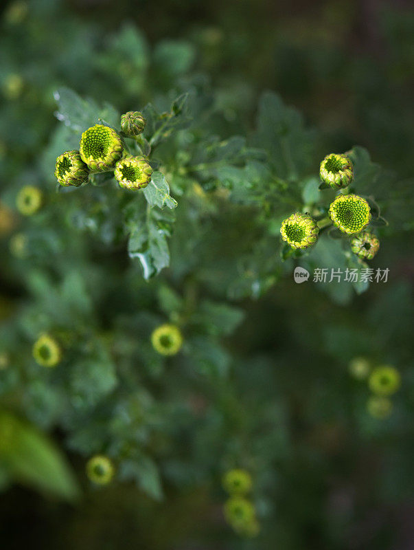 菊花花蕾高角度视图