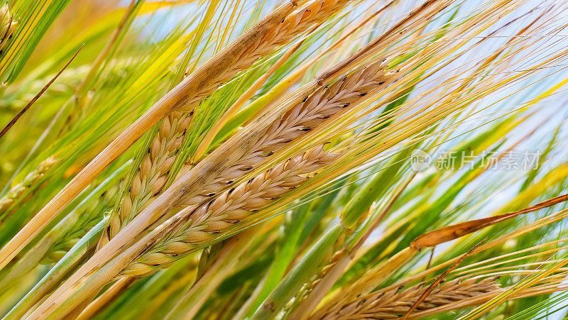 黑麦在夏天的田野里，谷物在收割