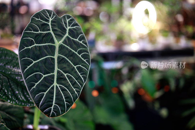 盆栽白玉莲植物展示
在苗圃商店里。