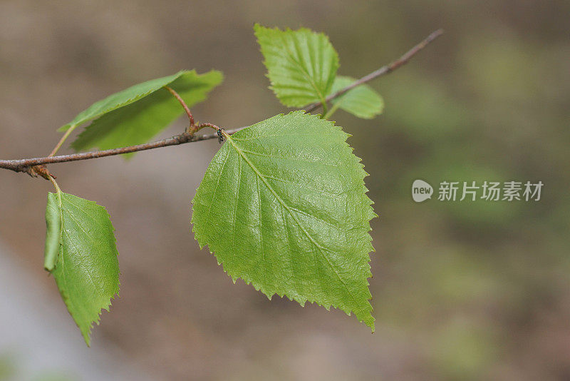 白桦树的细枝，长着绿色的小叶子