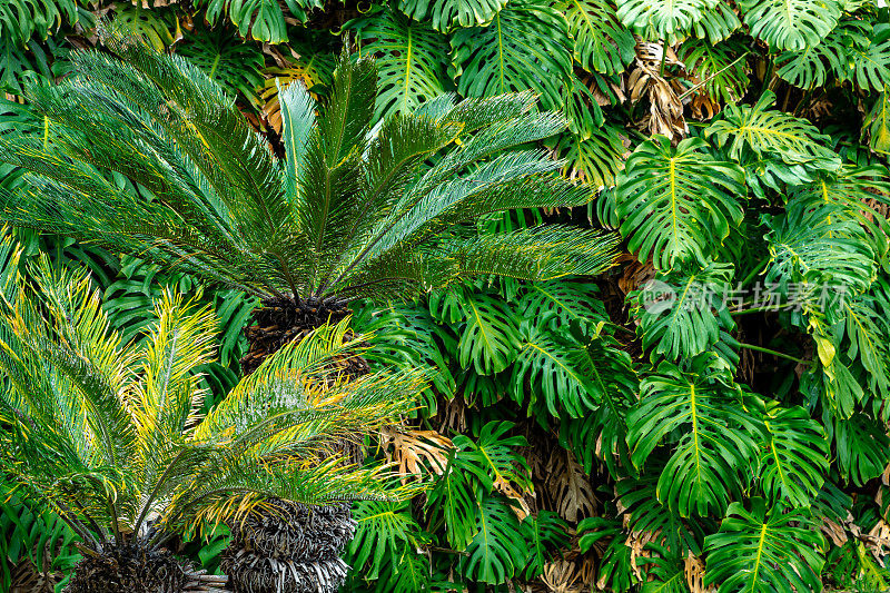 生长在野外的外来植物的热带绿叶。热带雨林植物。亚马逊自然背景。