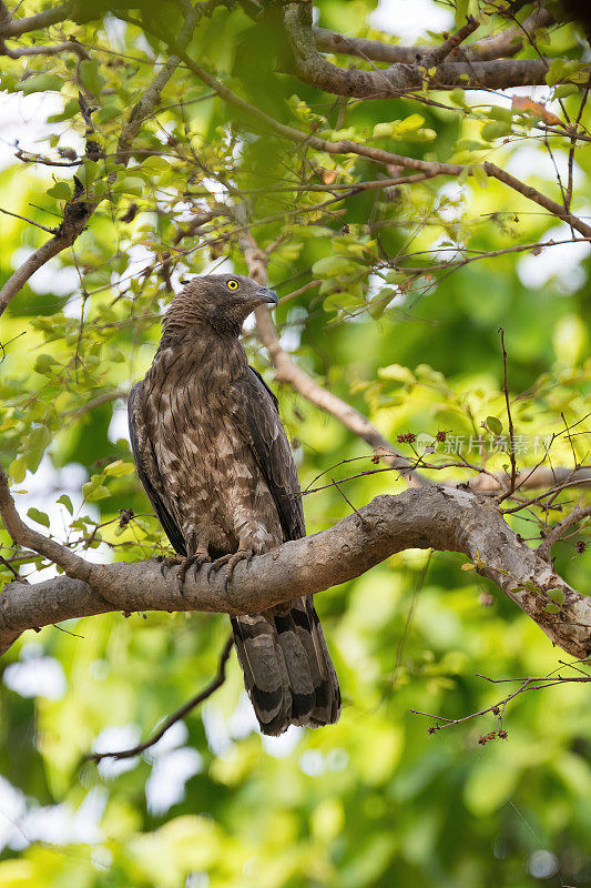 一只黄褐色的鹰站在印度班德哈夫加尔国家公园的树上