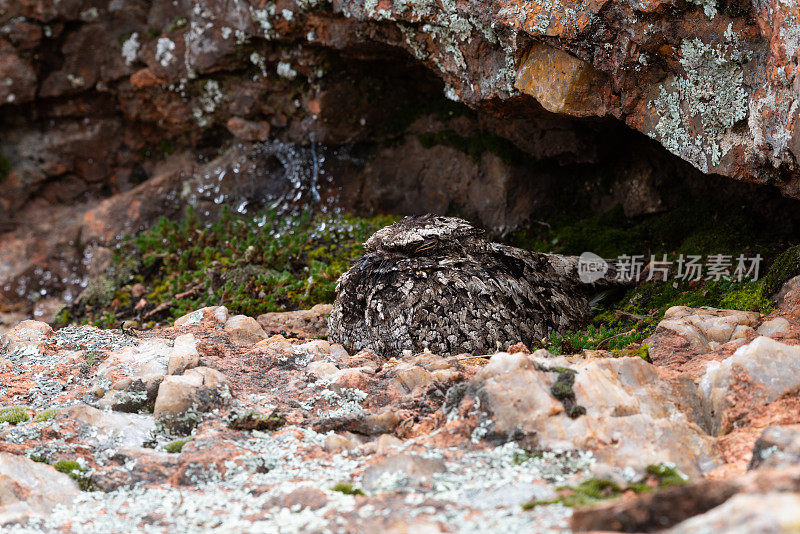 共同的穷人，威奇托山脉，OK