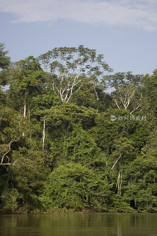 厄瓜多尔亚马逊河上游雨林中的树木