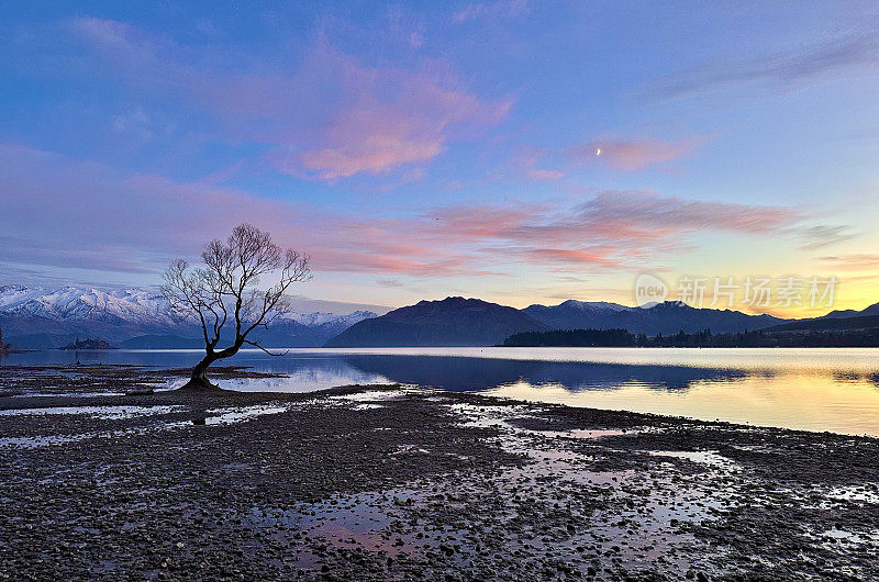 新西兰瓦纳卡湖名树的黎明