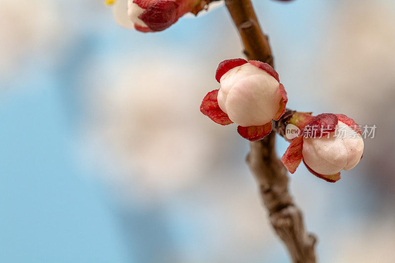 一张杏花的照片，花在蓝色的背景上绽放和生长。盛开的亚美尼亚李花。