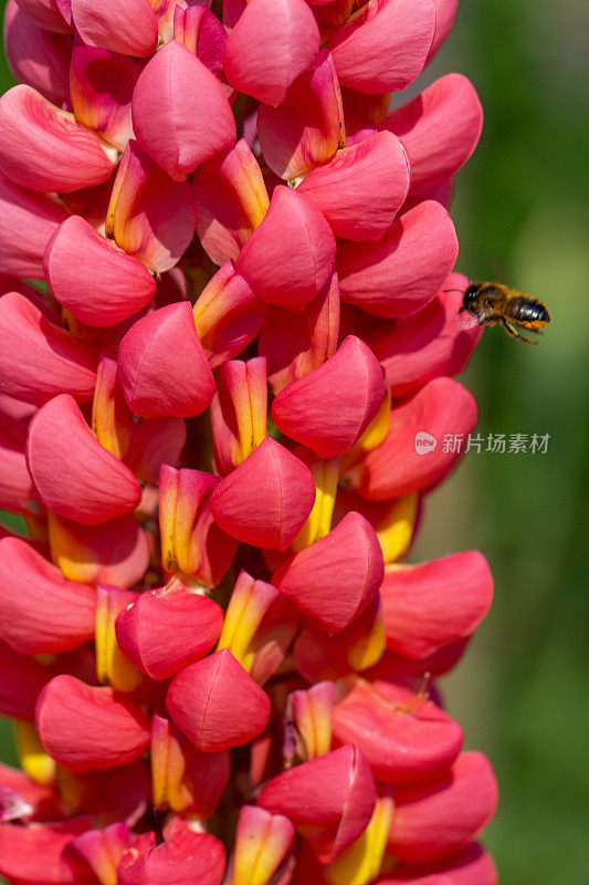 羽扇豆(Lupinus)和蜜蜂