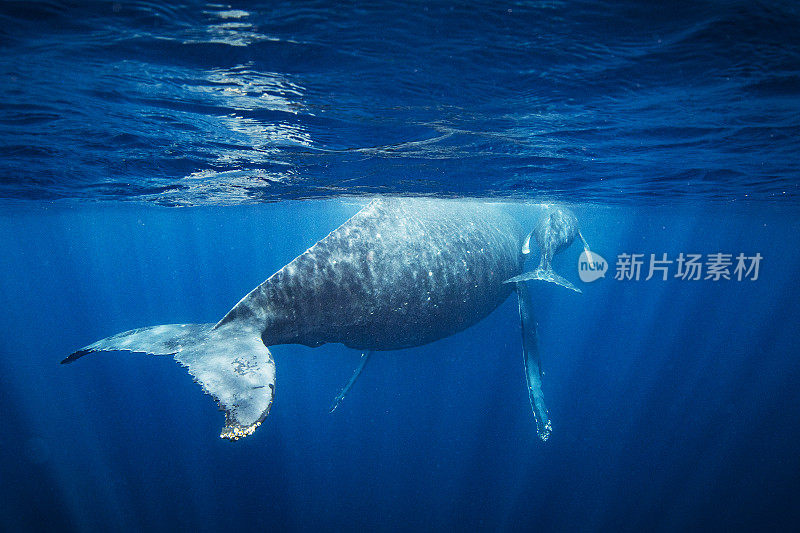 在深蓝色的太平洋上，小座头鲸和它的妈妈一起游泳