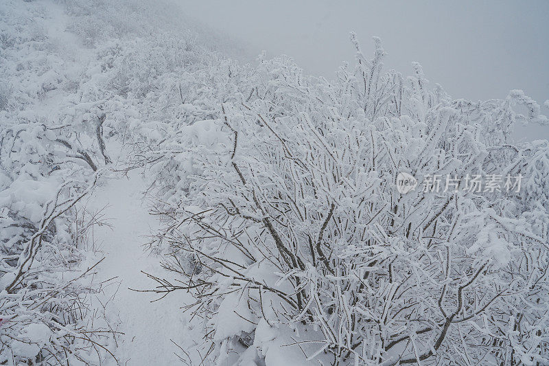 山中硬霜冰(雪晶)