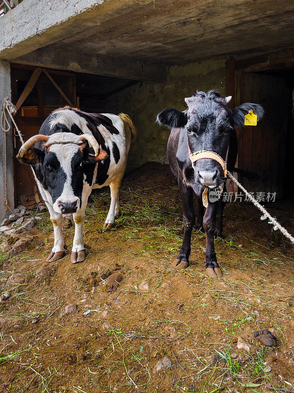 两头奶牛在一个村庄的谷仓里