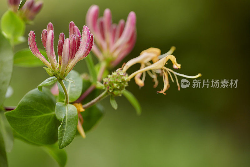 我花园里的美丽花朵