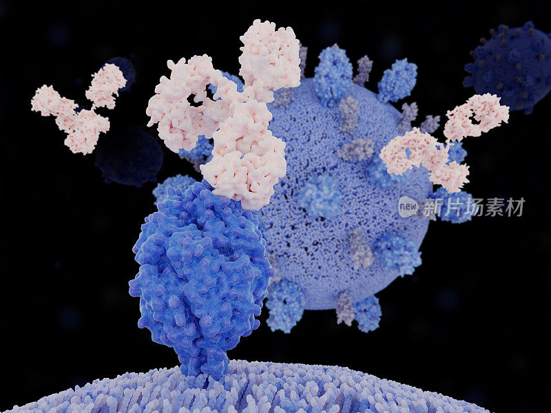 呼吸道合胞病毒(RSV)融合蛋白抗体