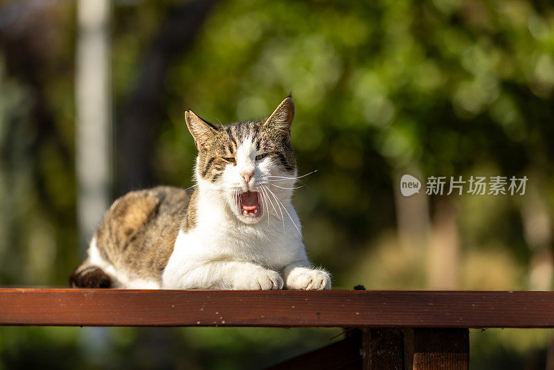 流浪猫在打哈欠。