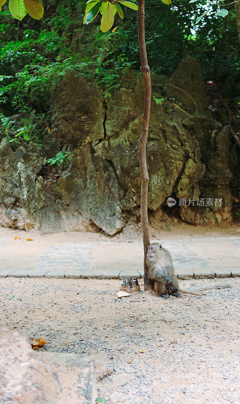 泰国考艾国家公园，一只等待游客喂食的野生猴子