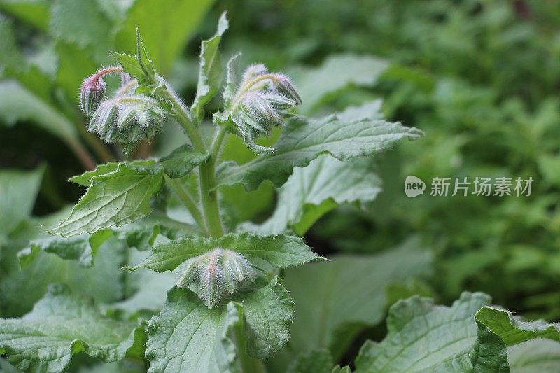 琉璃苣草药叶和芽-侧面轮廓