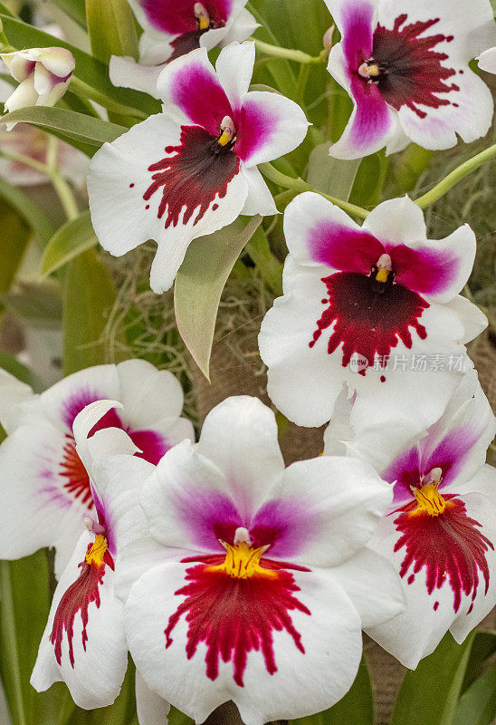 英国伦敦的Miltoniopsis“三色兰花”