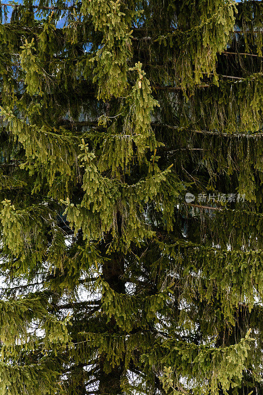 喀尔巴阡云杉，山林永恒的绿色之美，纹理，背景