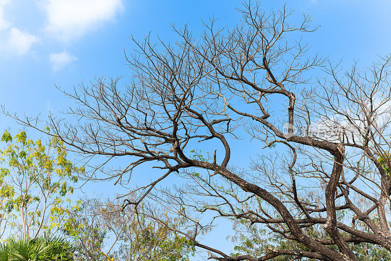 在一个自然的场景中，树枝伸向清澈的蓝天，在宁静的天空的背景下捕捉树木的本质