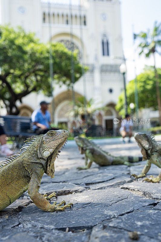 三只鬣蜥在厄瓜多尔瓜亚基尔的鬣蜥广场自由漫步