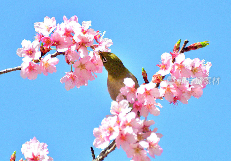 日本白眼鸟在蓝天下吮吸樱花花蜜