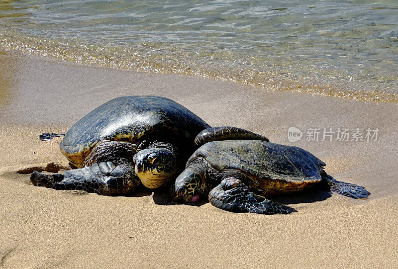 海滩上的夏威夷绿海龟，夏威夷的一种受保护的野生动物