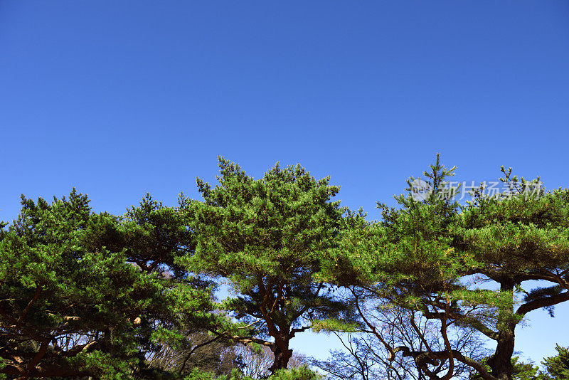 日本松树衬着晴空