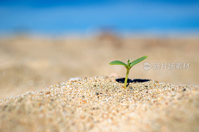 小小的嫩芽从干燥的沙漠沙土中生长出来