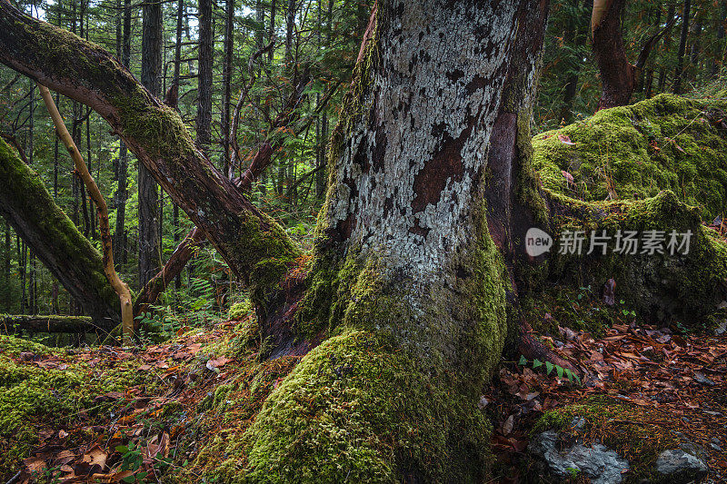 温哥华岛林地