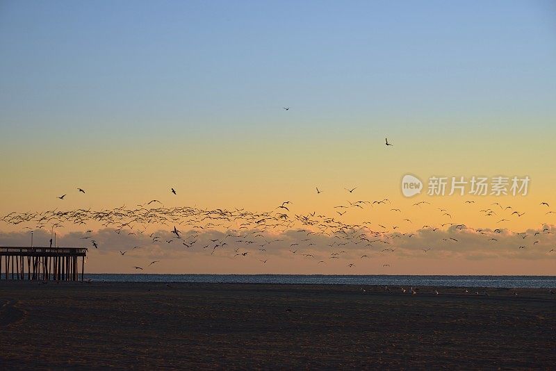 海洋城海鸥航班