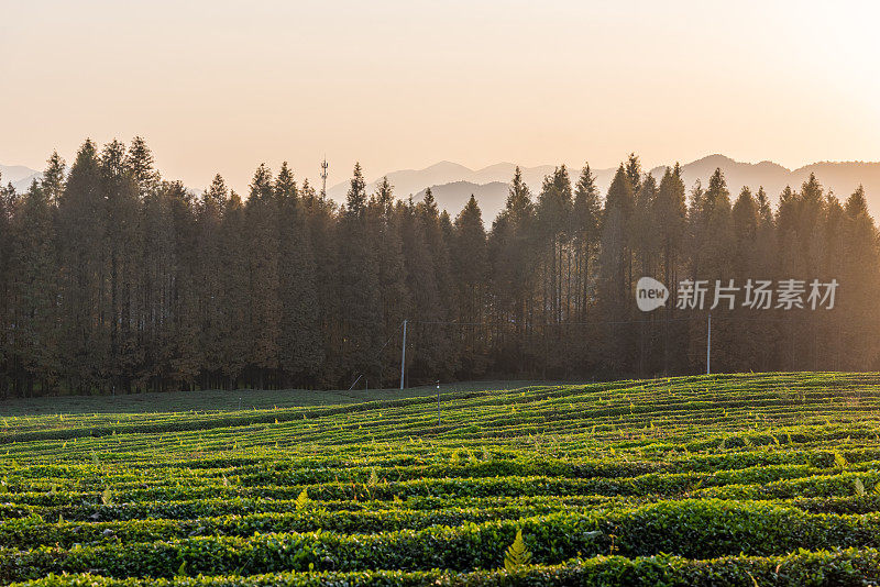 中国浙江莫干山的茶园，秋日黄昏