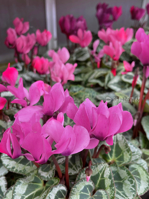 常青藤叶仙客来(仙客来hederifolium)的图像，明亮的粉红色花朵与绿色的心形叶子背景，聚焦前景