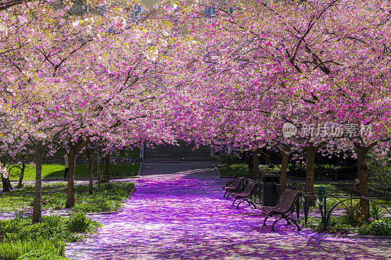 樱花树花宁静