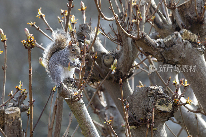 可爱的松鼠在树枝上吃坚果
